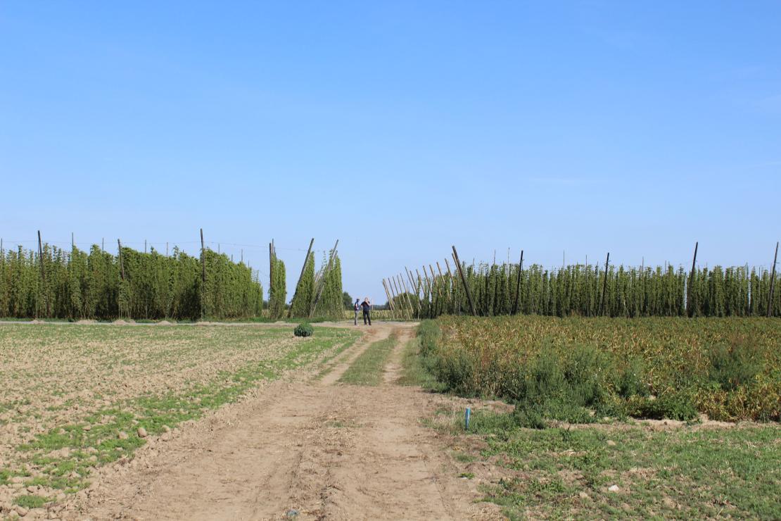 Oogst hop - De Plukker (Poperinge)