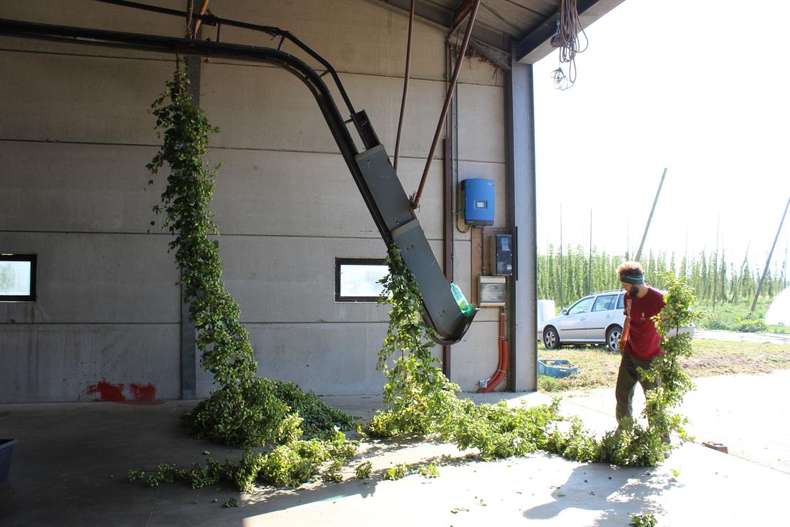 Oogst hop - De Plukker (Poperinge)
