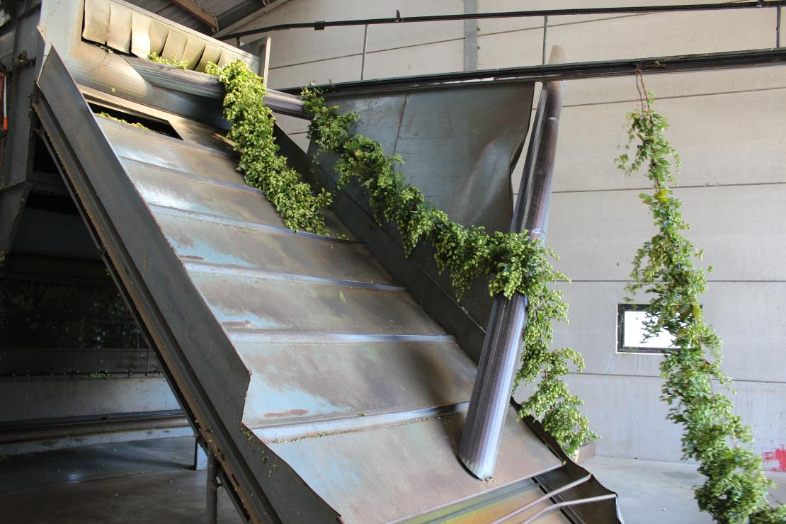 Oogst hop - De Plukker (Poperinge)