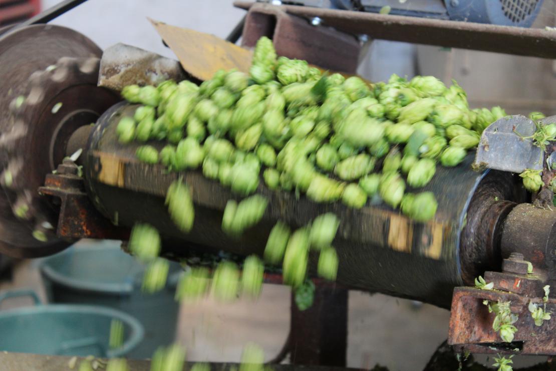 Oogst hop - De Plukker (Poperinge)