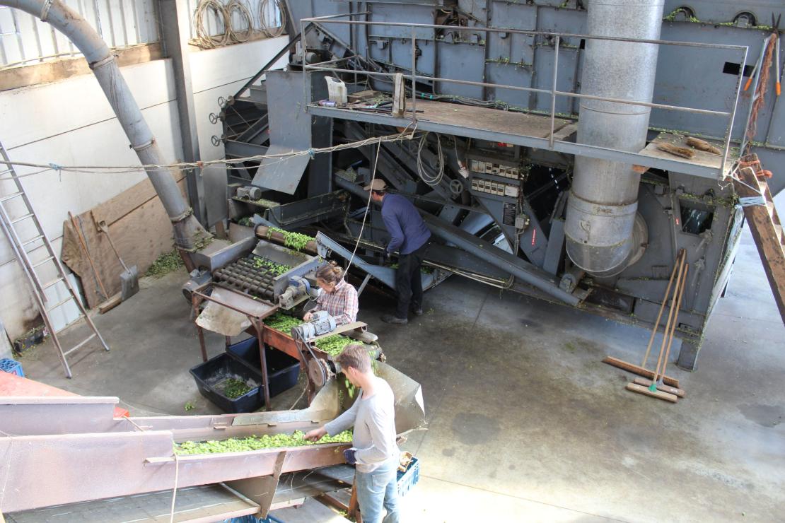 Oogst hop - De Plukker (Poperinge)