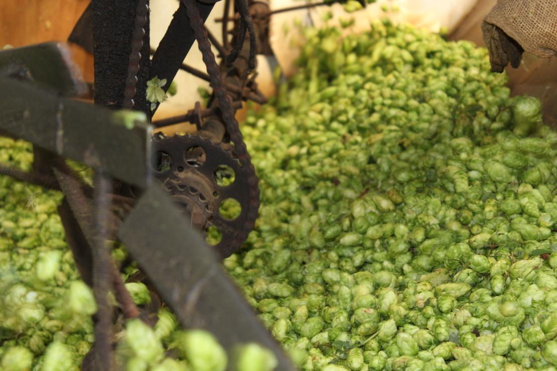 Oogst hop - De Plukker (Poperinge)