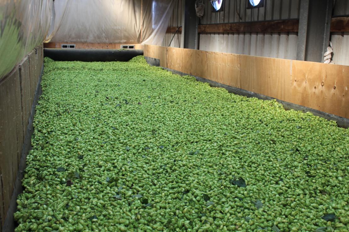 Oogst hop - De Plukker (Poperinge)