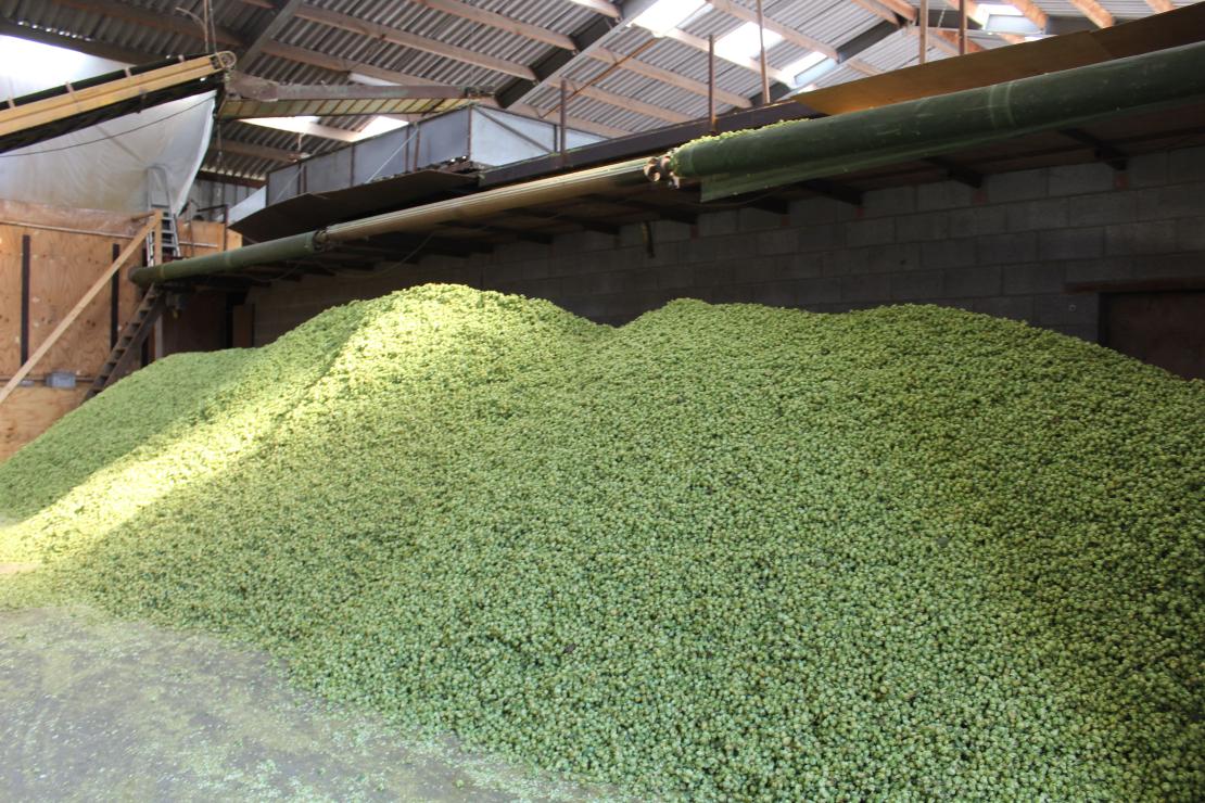 Oogst hop - De Plukker (Poperinge)