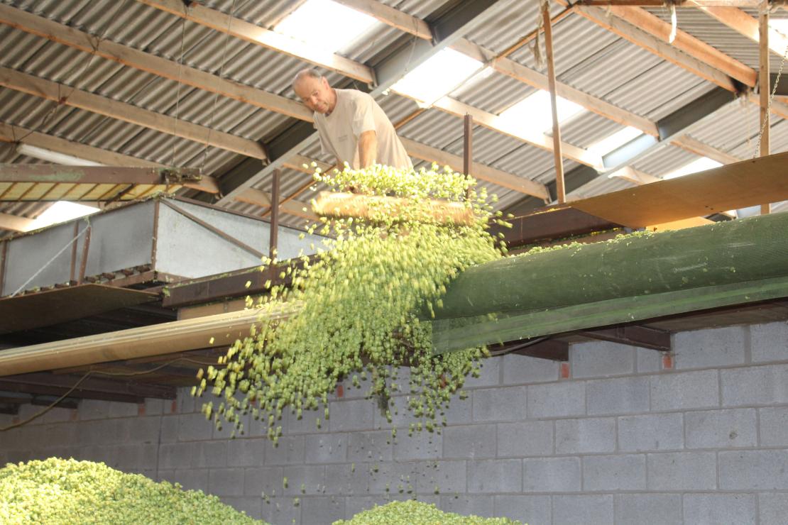 Oogst hop - De Plukker (Poperinge)