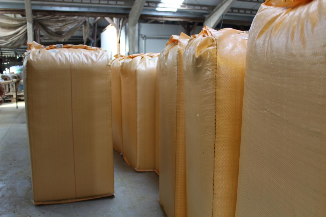 Oogst hop - De Plukker (Poperinge)