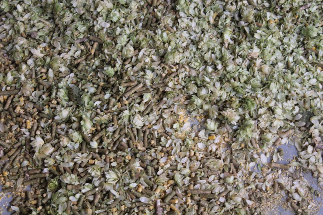 Oogst hop - De Plukker (Poperinge)