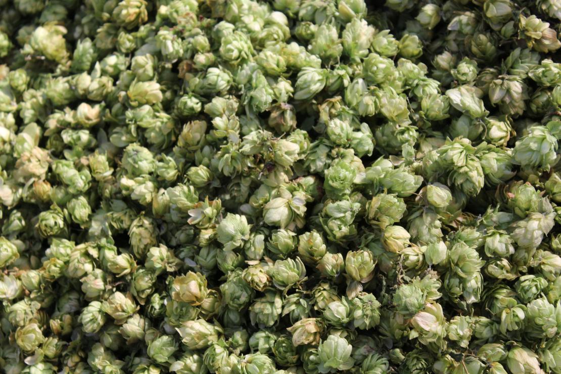 Oogst hop - De Plukker (Poperinge)