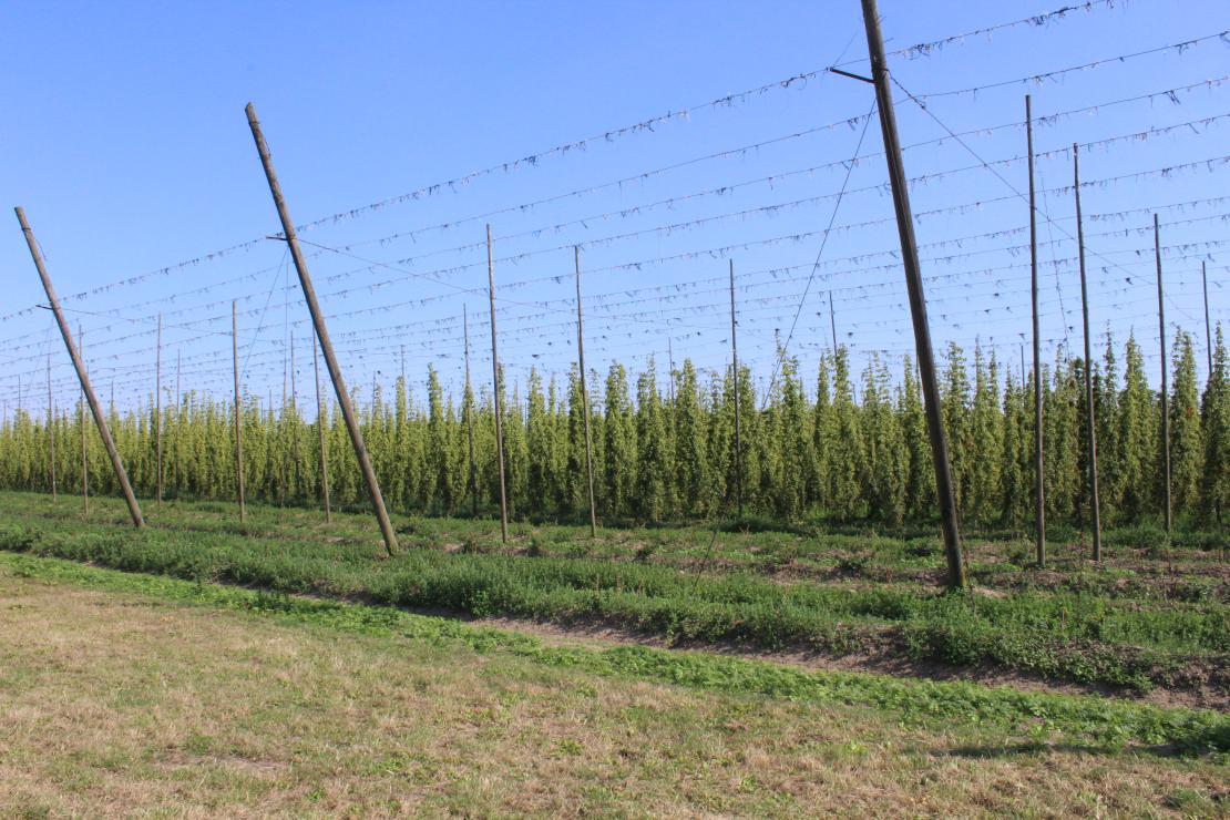 Oogst hop - De Plukker (Poperinge)