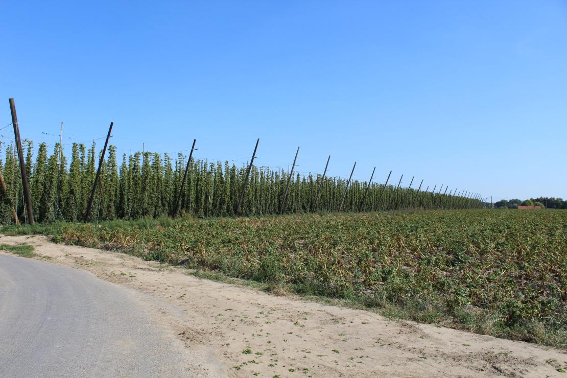 Oogst hop - De Plukker (Poperinge)